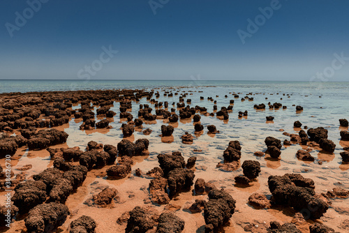 Hamelin Pool Stromatolites in Australia photo