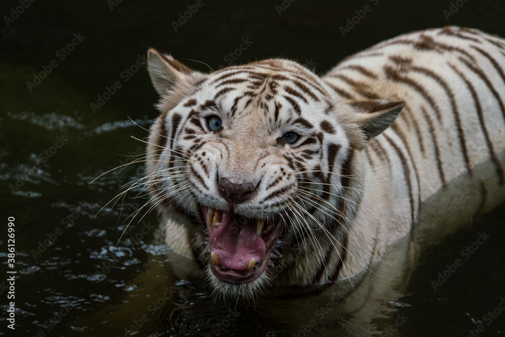 Close up image of White Tiger face isloated on jungle background.