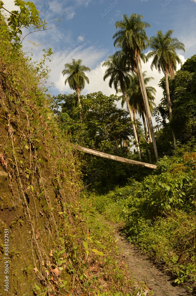Obraz premium The lush rainforest and jungle landscapes of St Vincent And the Grenadines islands, Caribbean Ocean