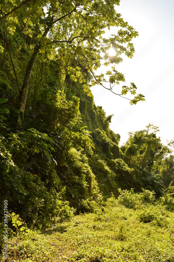 Obraz premium The lush jungle landscapes with waterfalls and black volcanic beaches on the St Vincent and Grenadines islands, Caribbean Ocean
