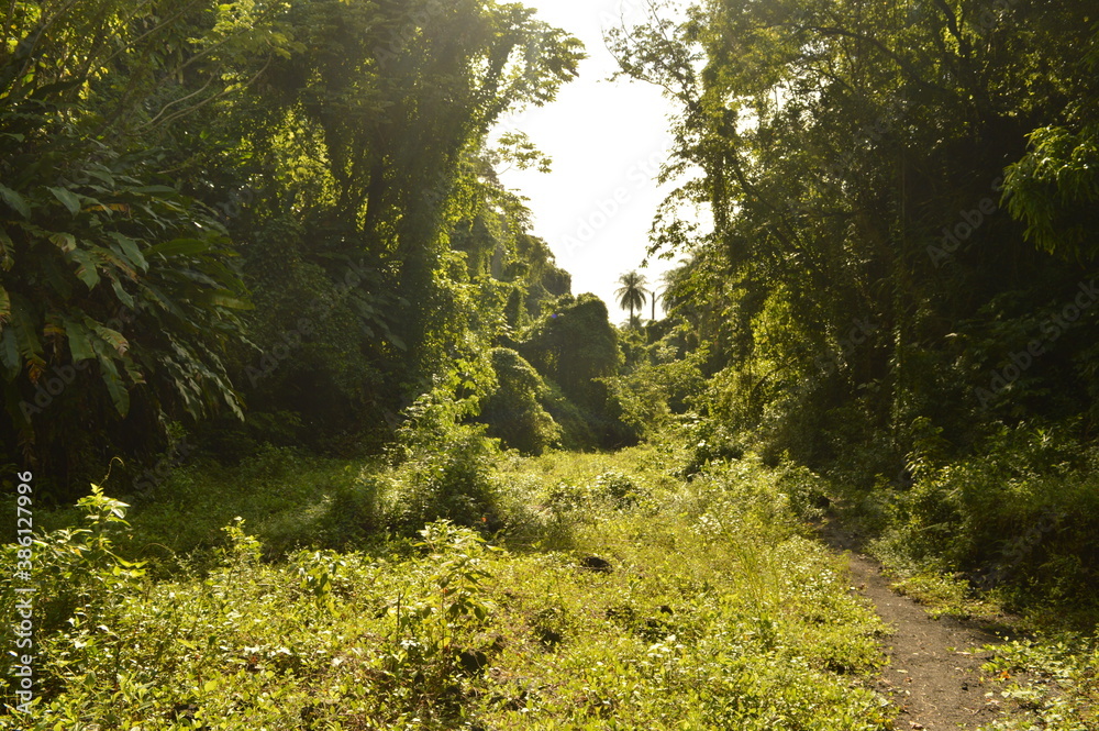 The lush jungle landscapes with waterfalls and black volcanic beaches on the St Vincent and Grenadines islands, Caribbean Ocean The lush jungle landscapes with waterfalls and black volcanic beaches on the St Vincent and Grenadines islands, Caribbean Ocean