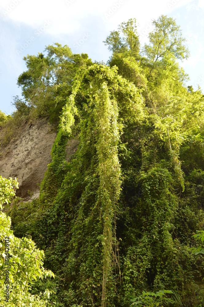 The lush jungle landscapes with waterfalls and black volcanic beaches on the St Vincent and Grenadines islands, Caribbean Ocean