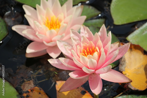 Seerose / Water lily