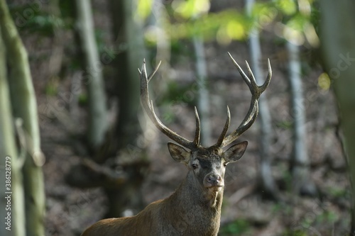 Deer stag with antlers walks between branches in the forest at mating time