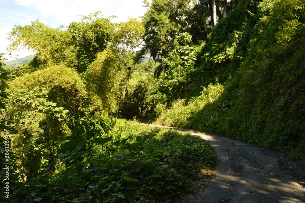 Fototapeta premium The lush jungle landscapes with waterfalls and black volcanic beaches on the St Vincent and Grenadines islands, Caribbean Ocean