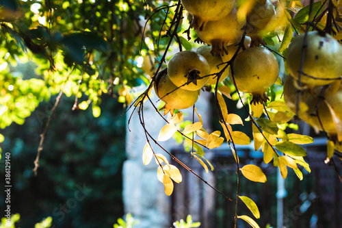 pomegranate tree point of view