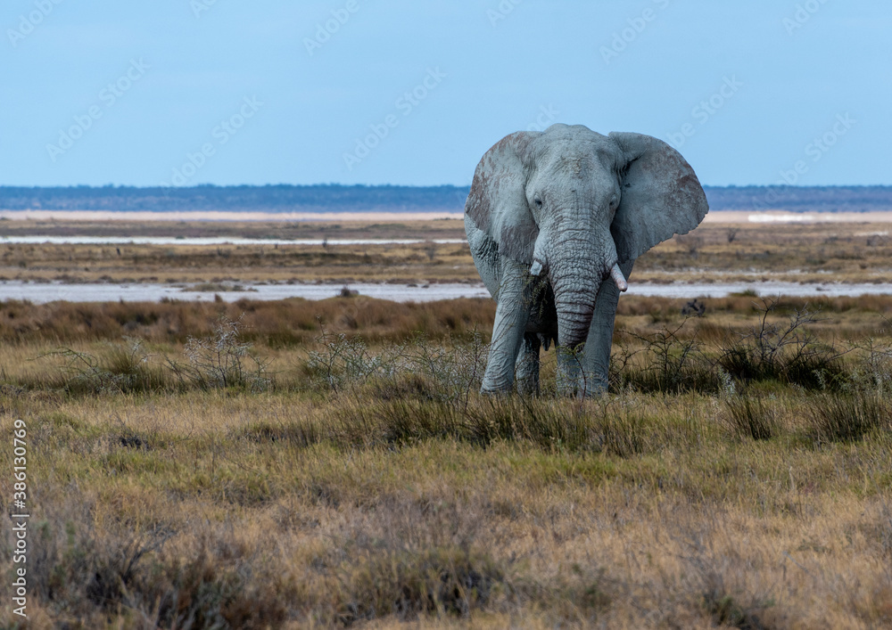 Naklejka premium elephant in the savannah
