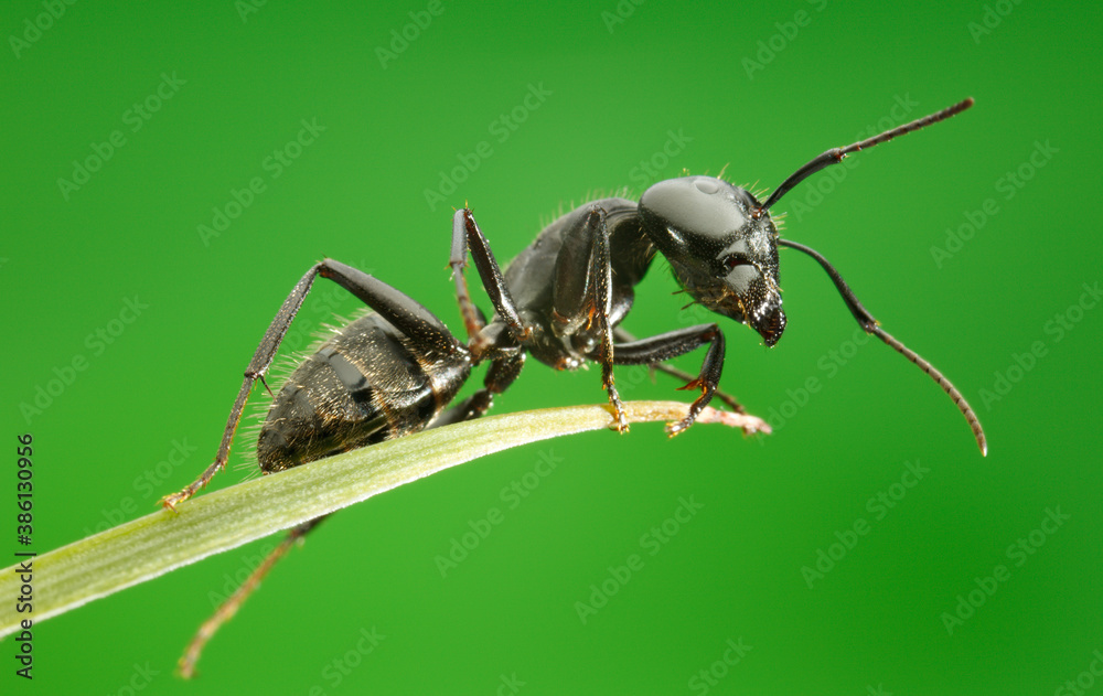 Macro of ant sitting on grass top Macro of ant sitting on grass top