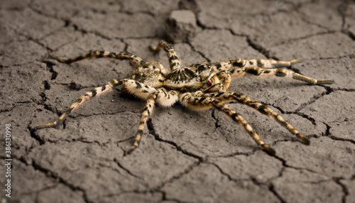 Assault tarantula on desert surface