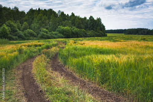 Local countryside in the summer season  near Ruza and Volokolamsk  Russia