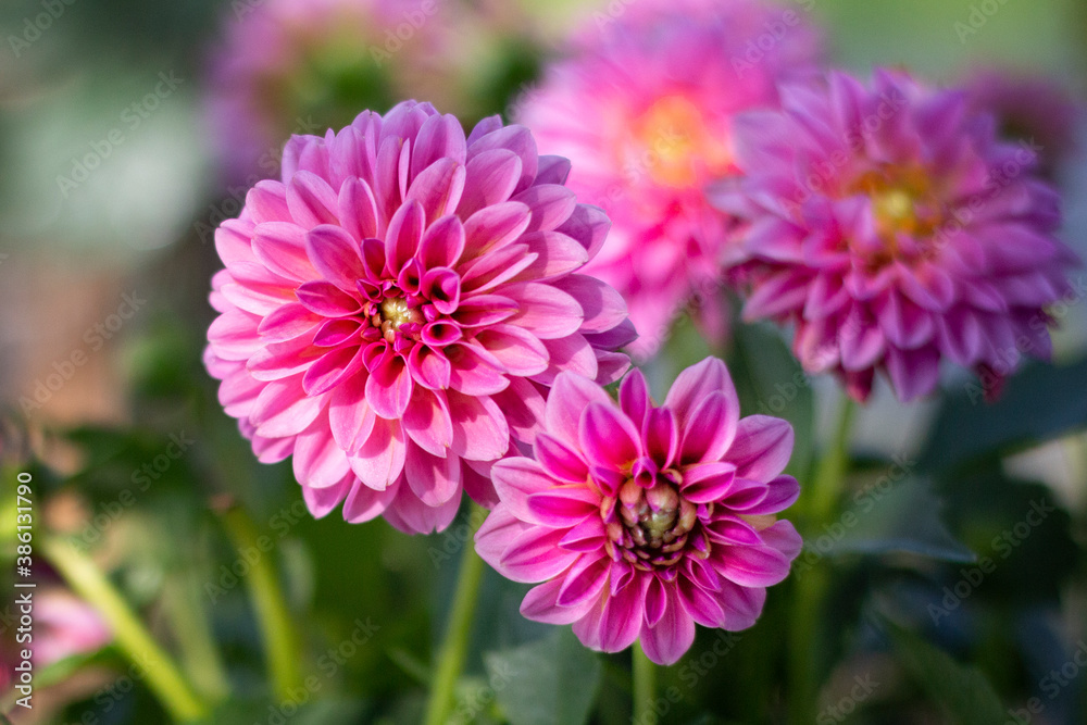 Dahlia Dahlia