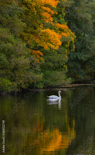 Wallpaper Mural Swan gliding through golden reflections of autumn over the pool Torontodigital.ca