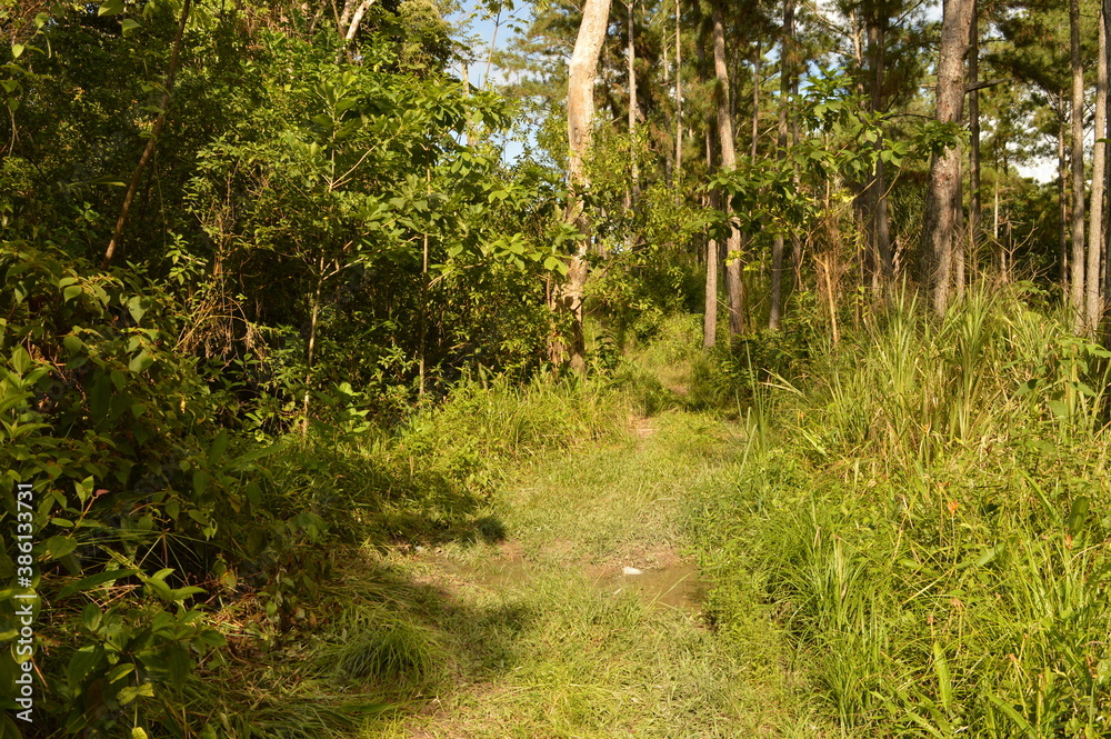 The stunning mountain landscape on the lush Trinidad And Tobago islands in the Caribbean Islands The stunning mountain landscape on the lush Trinidad And Tobago islands in the Caribbean Islands