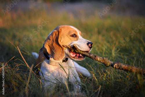 Dog chewing on the stick outdoors. Portrait of beagle dog lying in the grass with wooden stick in mouth