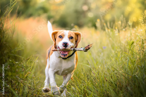 Beagle dog fast running with stick in mouth. Dog playing fetch with the stick outdoors. Active dog pet on a walk