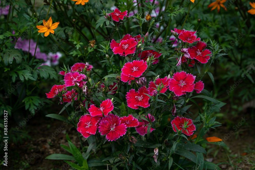 Red Dianthus Chinensis or China Pink flowers in garden Red Dianthus Chinensis or China Pink flowers in garden