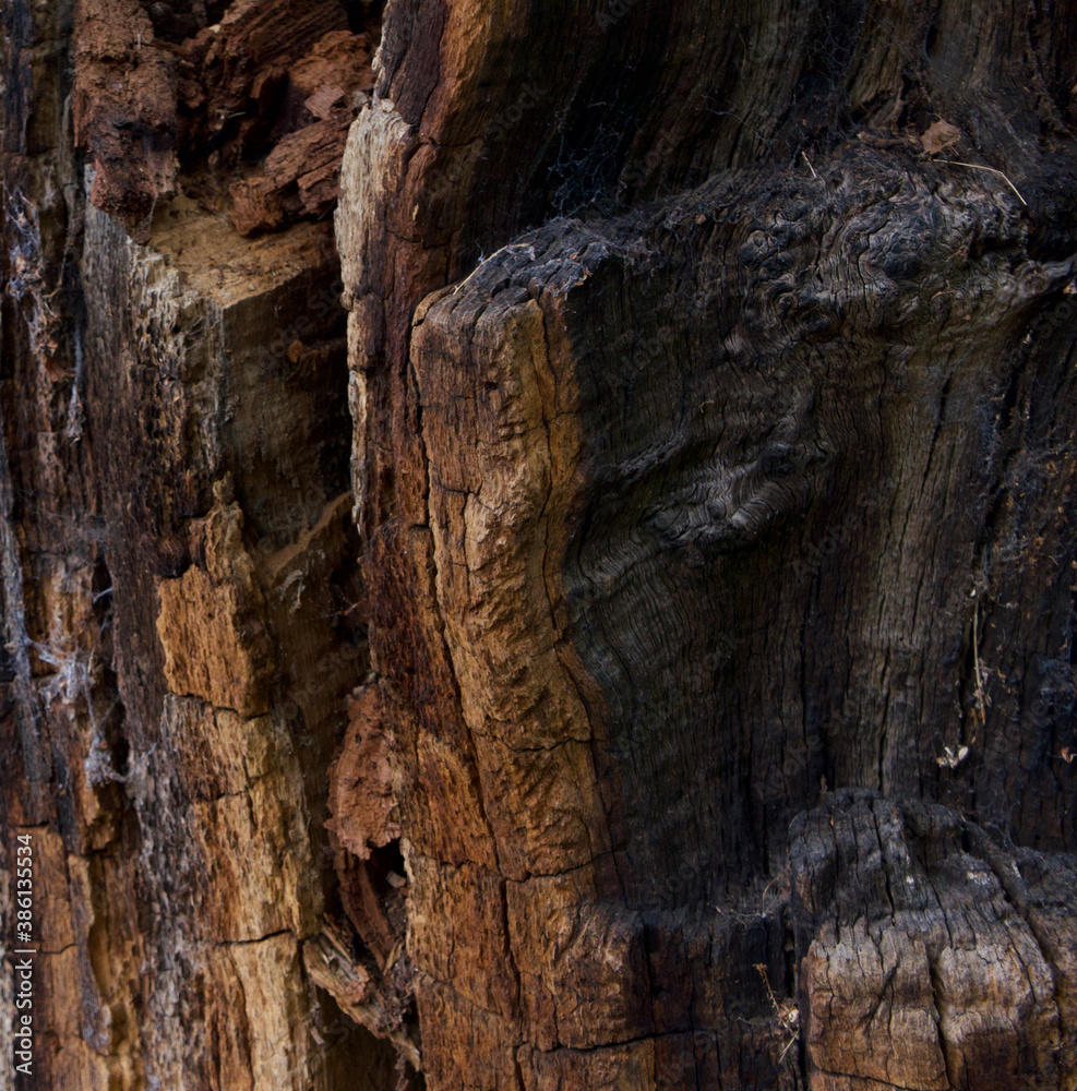 Old decaying tree trunk in a variety of colours including ochre grey and black