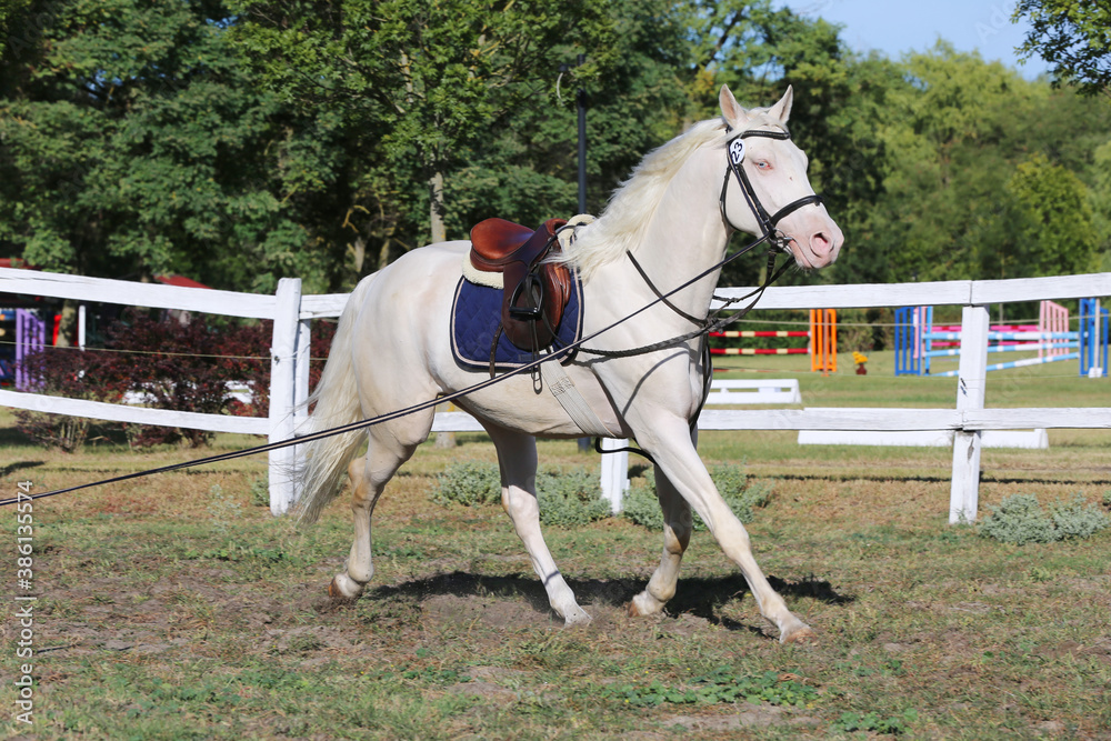 Sporting horse galloping under saddle without rider on show jumping event summertime at rural riding centre Sporting horse galloping under saddle without rider on show jumping event summertime at rural riding centre