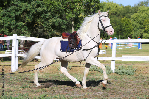 Sporting horse galloping under saddle without rider on show jumping event summertime at rural riding centre © acceptfoto