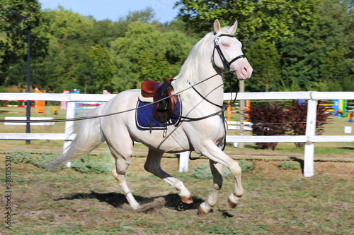 Sporting horse galloping under saddle without rider on show jumping event summertime at rural riding centre