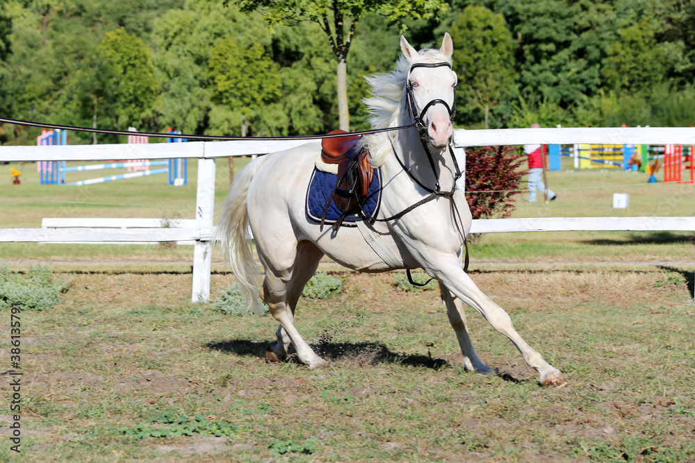 Beautiful purebred cremello stallion horse galloping under saddle Beautiful purebred cremello stallion horse galloping under saddle