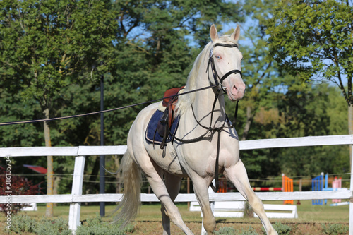 Beautiful purebred cremello stallion horse galloping under saddle