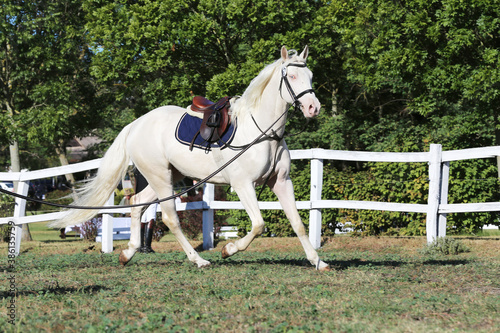 Beautiful purebred cremello stallion horse galloping under saddle © acceptfoto