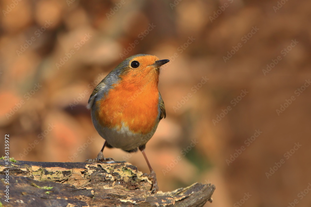 Photo of European robin (Erithacus rubecula) sits on a stump. Detailed and bright portrait. Autumn landscape with a song bird. Erithacus rubecula. Wildlife scene from nature. Photo of European robin (Erithacus rubecula) sits on a stump. Detailed and bright portrait. Autumn landscape with a song bird. Erithacus rubecula. Wildlife scene from nature.