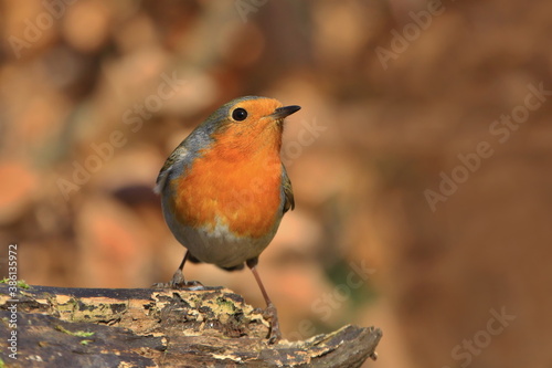 Photo of European robin (Erithacus rubecula) sits on a stump. Detailed and bright portrait. Autumn landscape with a song bird. Erithacus rubecula. Wildlife scene from nature.