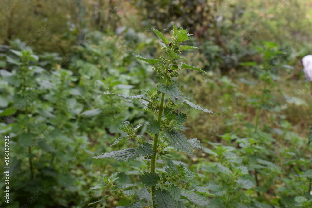nettle