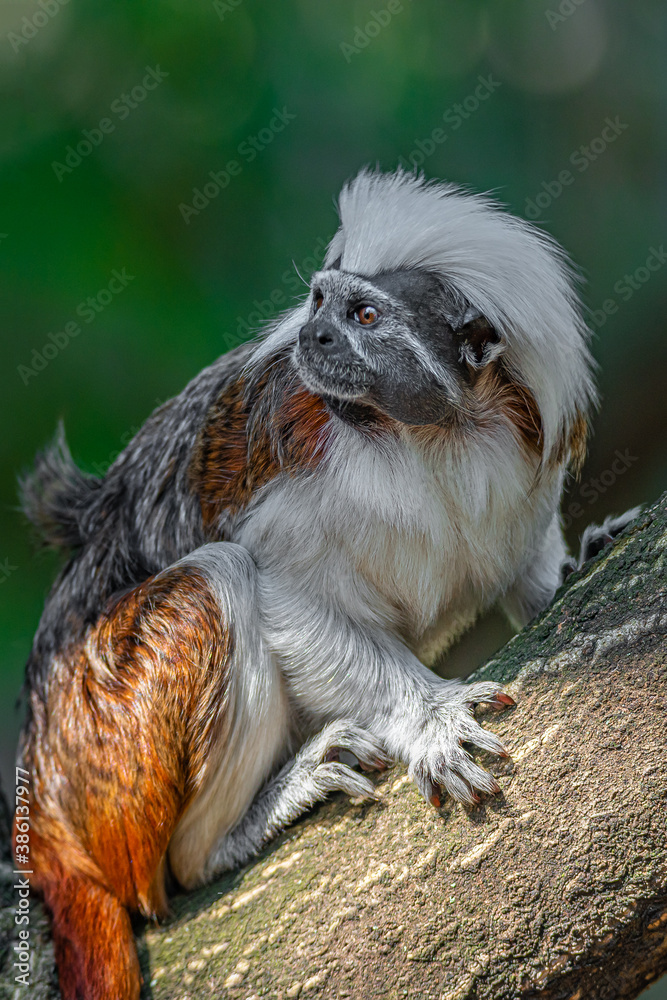 Naklejka premium Portrait of funny and colorful Geoffroy marmoset monkey from Brazil Amazonian jungles, adult, male.
