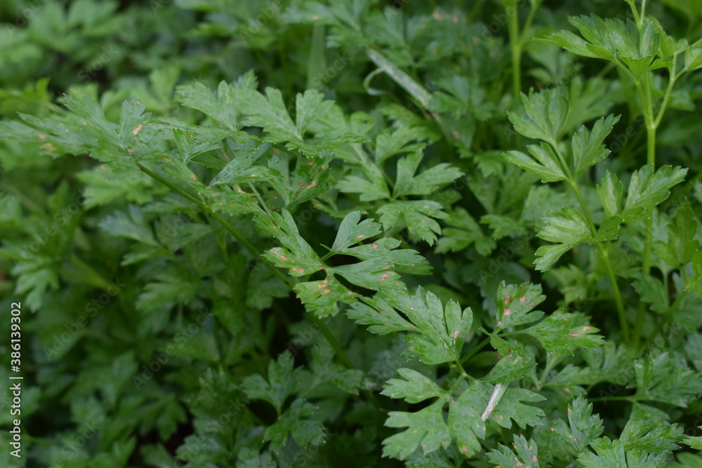 Parsley Parsley