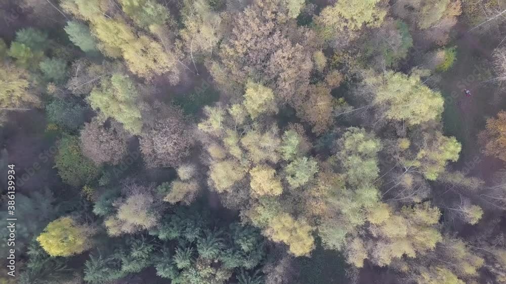 Autumn tree - aerial view from above