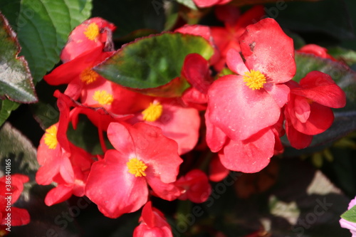 Begonia In Bloom, Banff National Park, Alberta