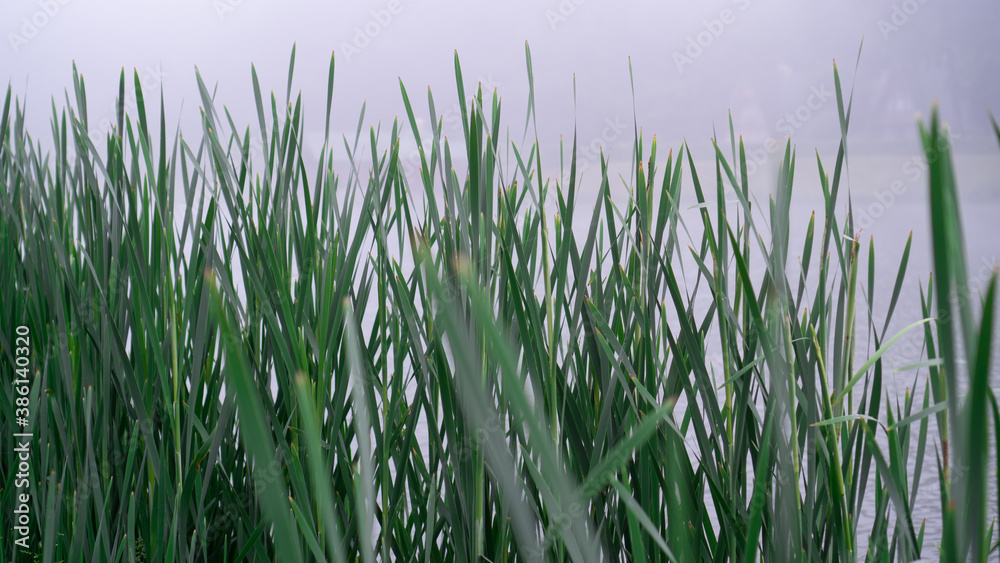 Selective focus of tall green grass, cane and misty lake behind. Mysterious background. Combination of cold and summer