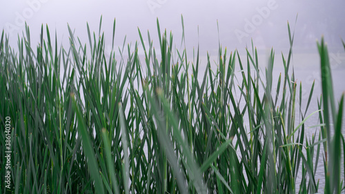Selective focus of tall green grass, cane and misty lake behind. Mysterious background. Combination of cold and summer