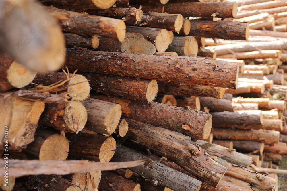 bunch of felled trees near a logging site. selective focus. bunch of felled trees near a logging site. selective focus.