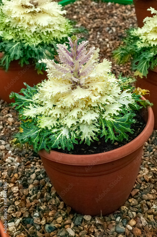 Kale 'Coral Prince' an ornamental white flowering brassica oleracea vegetable cabbage stock photo image