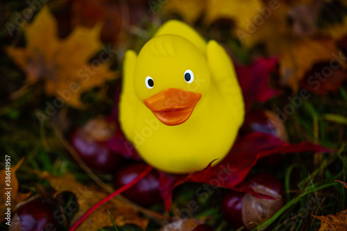 Rubber duck in the leaves, autumn, background