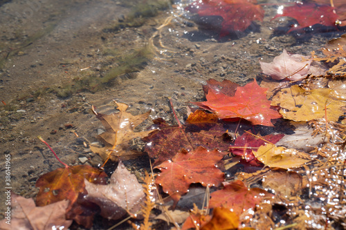 水に浮かぶカラフルな紅葉