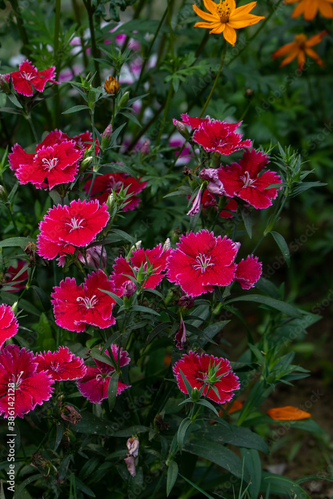Red Dianthus Chinensis or China Pink flowers in garden Red Dianthus Chinensis or China Pink flowers in garden