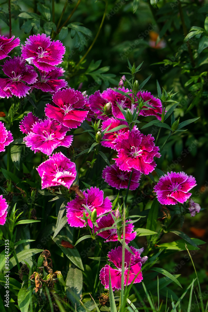 Pink Dianthus Chinensis or China Pink flowers in garden Pink Dianthus Chinensis or China Pink flowers in garden