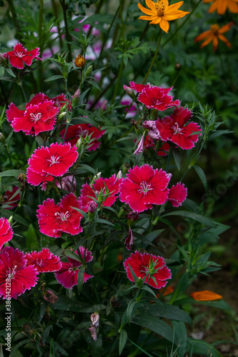 Red Dianthus Chinensis or China Pink flowers in garden