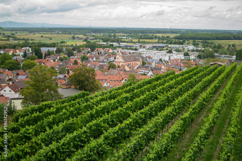 Riegel am Kaiserstuhl Weinberg Emmendingen Baden-Württemberg 