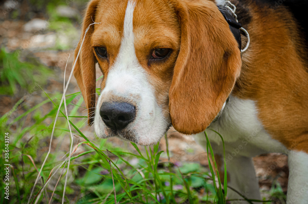 Little Beagle smelling the grass Little Beagle smelling the grass