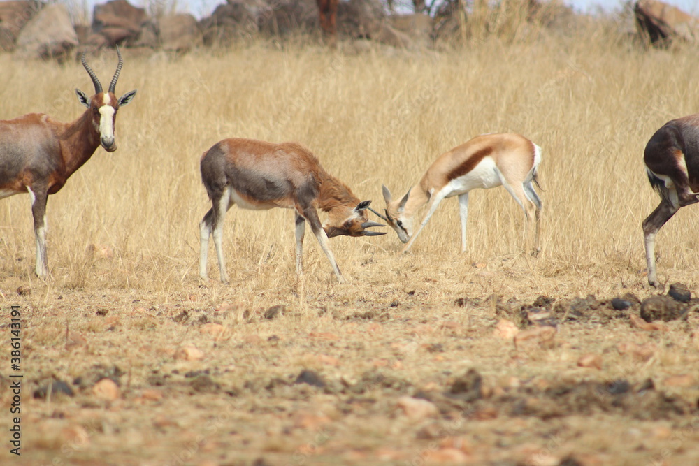 Photo Taken in Lion and Rhino Reserve, Krugersdorp Photo Taken in Lion and Rhino Reserve, Krugersdorp