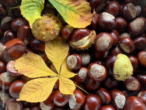 Chestnuts in fall