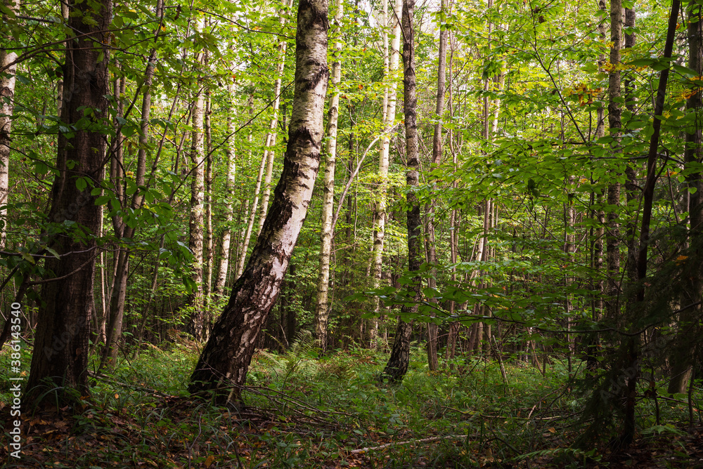 Obraz premium Enchanting landscape in the forest among birches and aspens