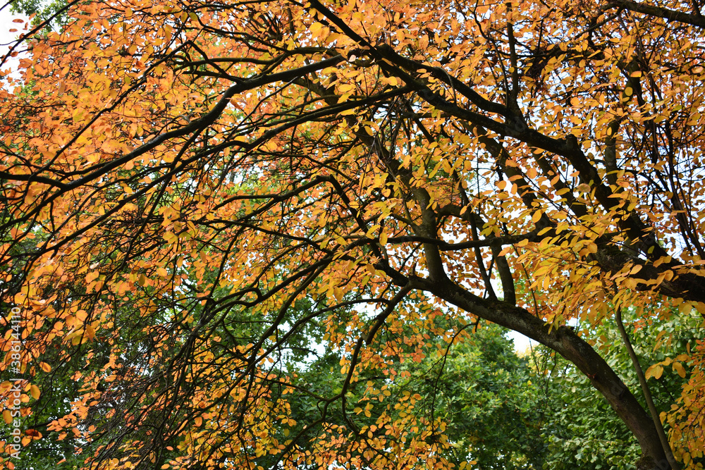 artistic tree branch with yellow orange golden autumn spring fall leaves in a park Germany artistic tree branch with yellow orange golden autumn spring fall leaves in a park Germany