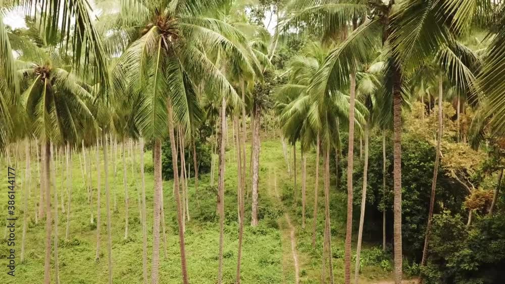 Top drone view exotic Thailand landscape, coconut palm trees. High quality FullHD footage